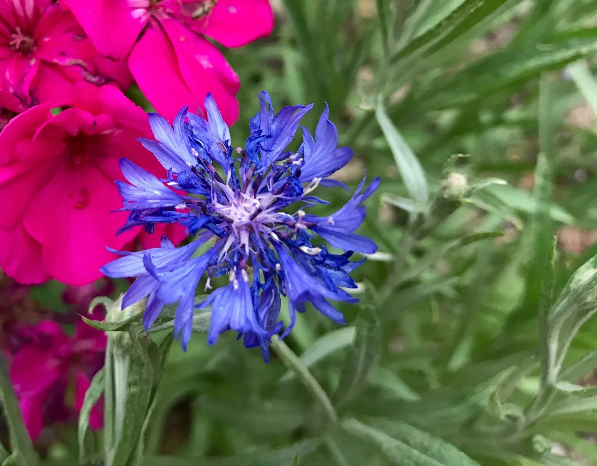Colorful flowers - blue cornflower and pink geraniums
